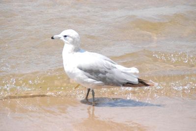 The People
Mr. "C" Gull.  Which clan?
