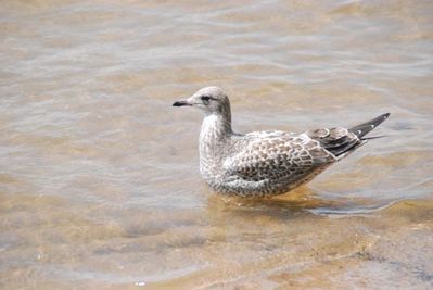 The People
Mrs. "C" Gull.  Catching dinner?
