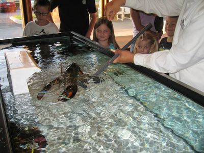 Thursday Trip Home
Night out at Red Lobster: "Larry" the Lobster comes out for a close up and personal with Thomas, Julia and Madison, courtesy of the Lobster tender.
